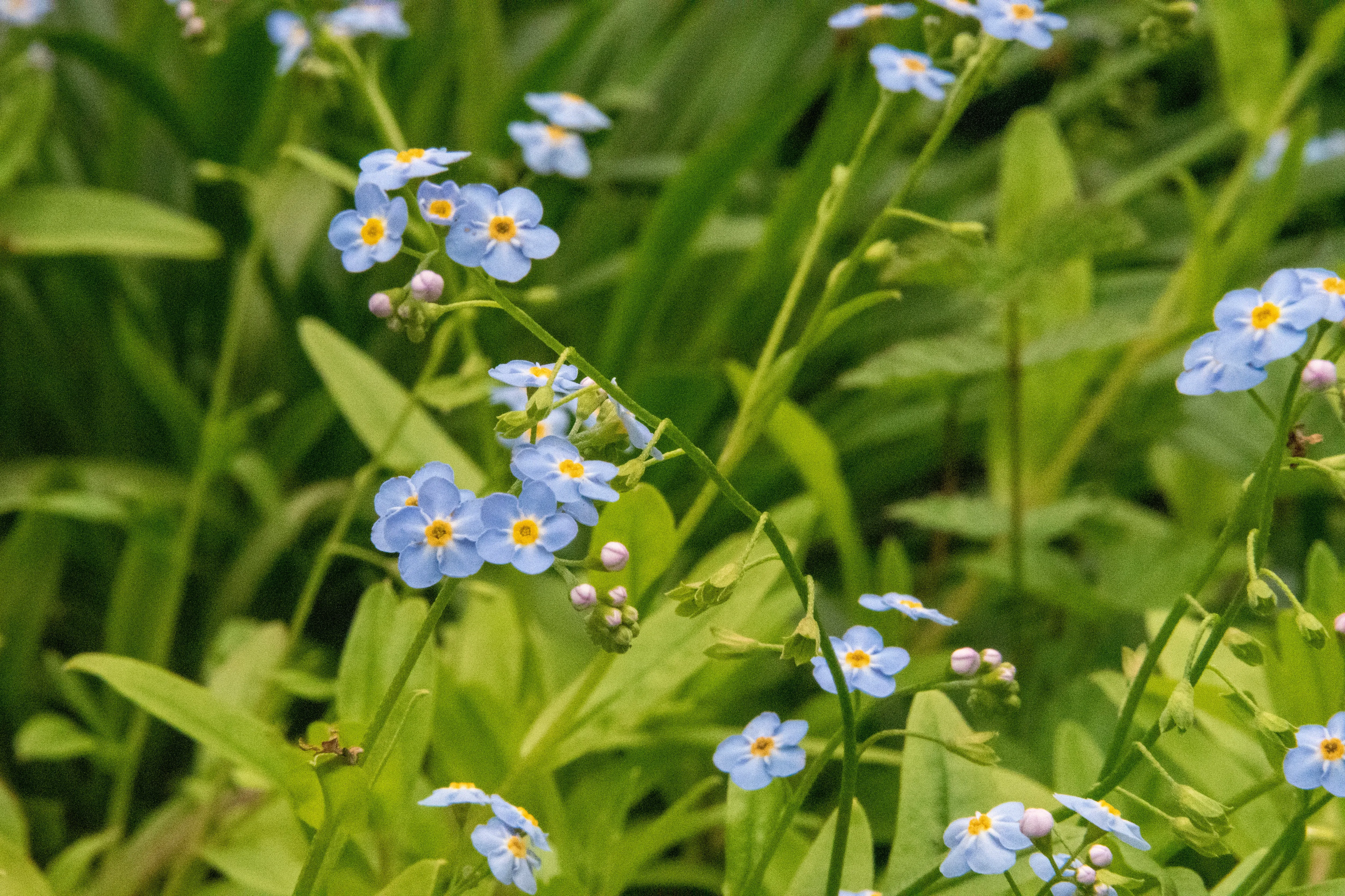 The Margot - Our Round Forget-Me-Not Kidney Dangle Earrings